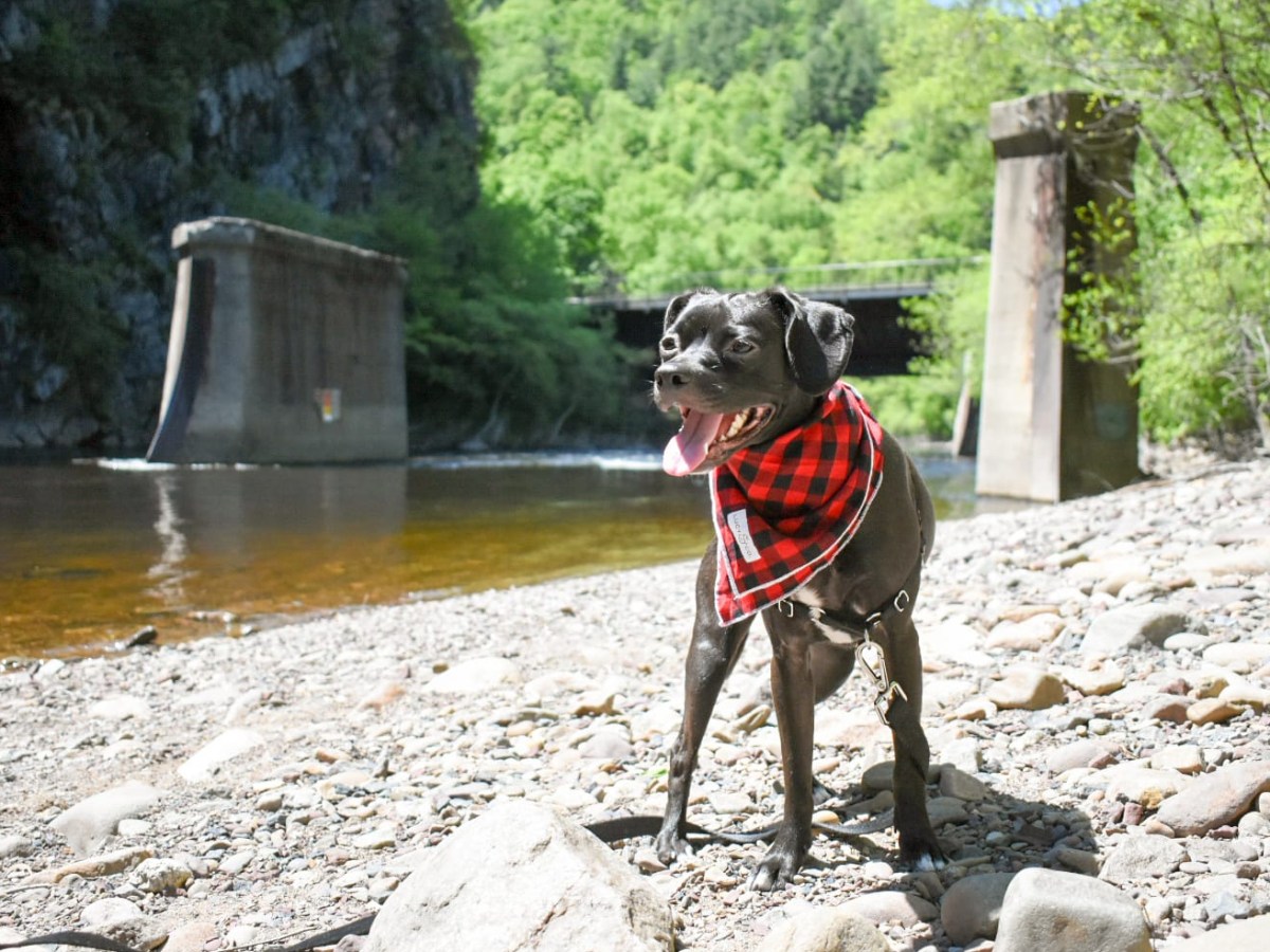 Dog-Friendly Activities in the Poconos: Fun for You and Your Furry&nbsp;Friend