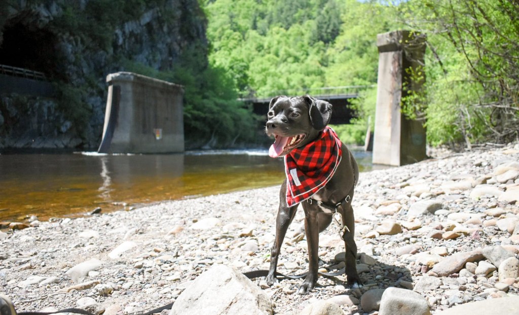 Dog-Friendly Activities in the Poconos: Fun for You and Your Furry&nbsp;Friend