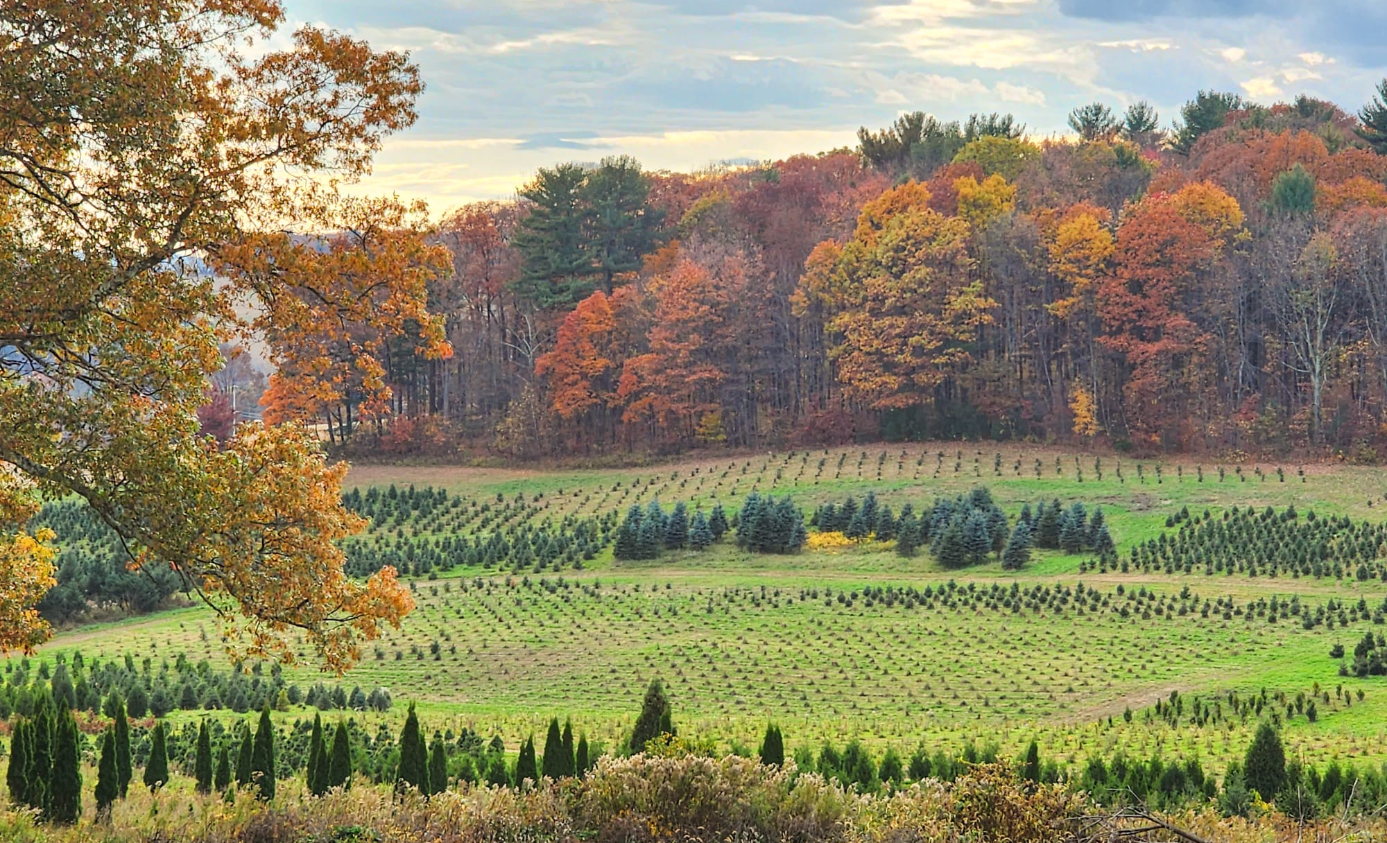 Image depcting one of the many views from Blue Ridge Estate Vineyard